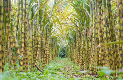 Giá ca cao và đường hôm nay 15/8: Thị trường chịu tác động thời tiết và sản lượng